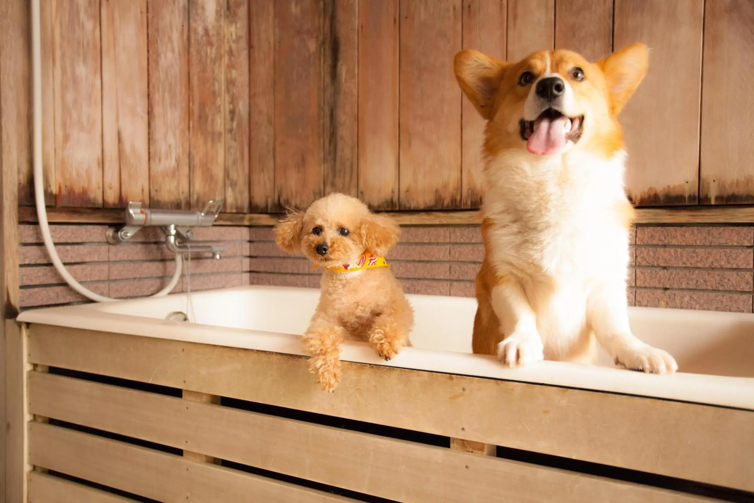 Izumigo Takayama Dog Paradise Hotel Izumigo Takayama Dog Paradise Hotel