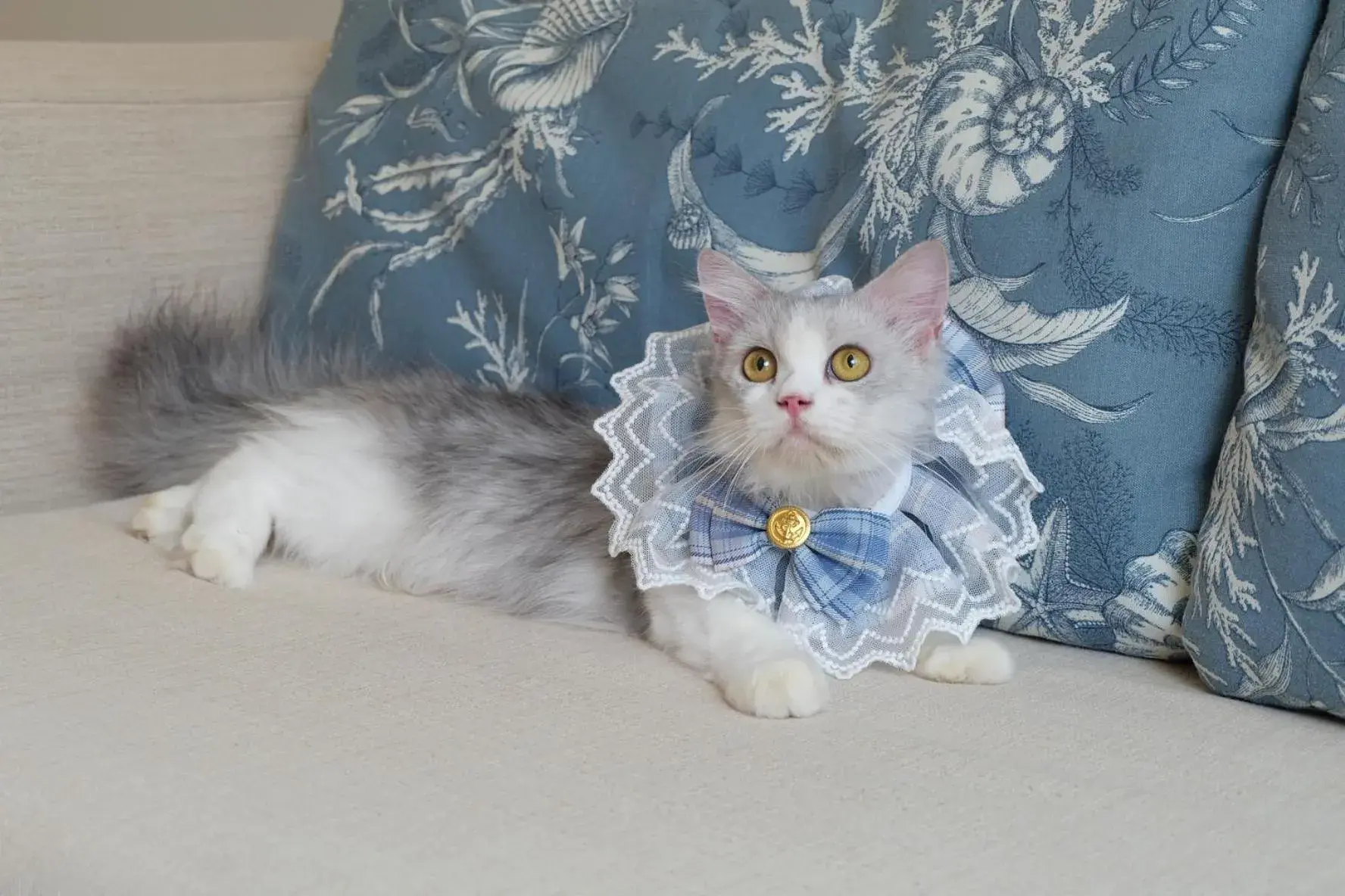 Blu Suite - Pet Friendly in Blu Marine Hua Hin Resort and Villas Blu Suite - Pet Friendly in Blu Marine Hua Hin Resort and Villas