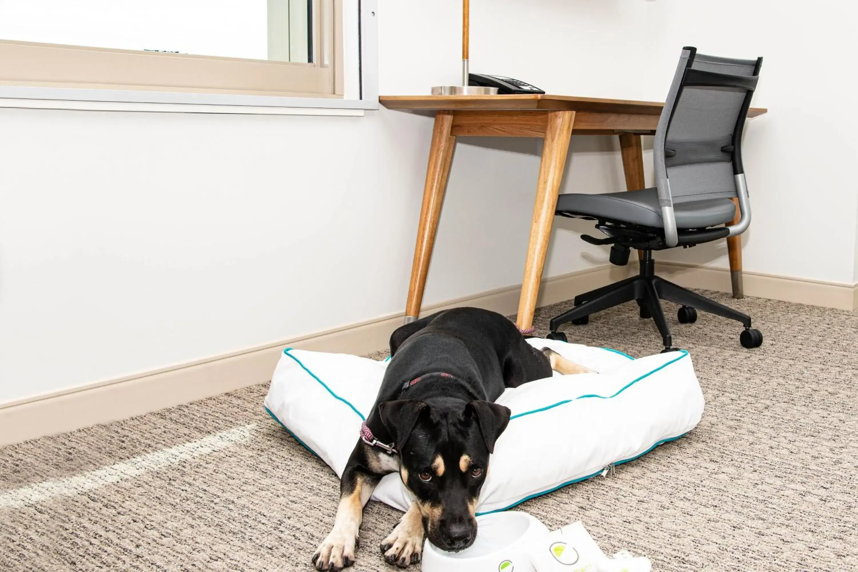 1 Bedroom Suite, 1 King, Sofa bed in Element Scottsdale at SkySong 1 Bedroom Suite, 1 King, Sofa bed in Element Scottsdale at SkySong