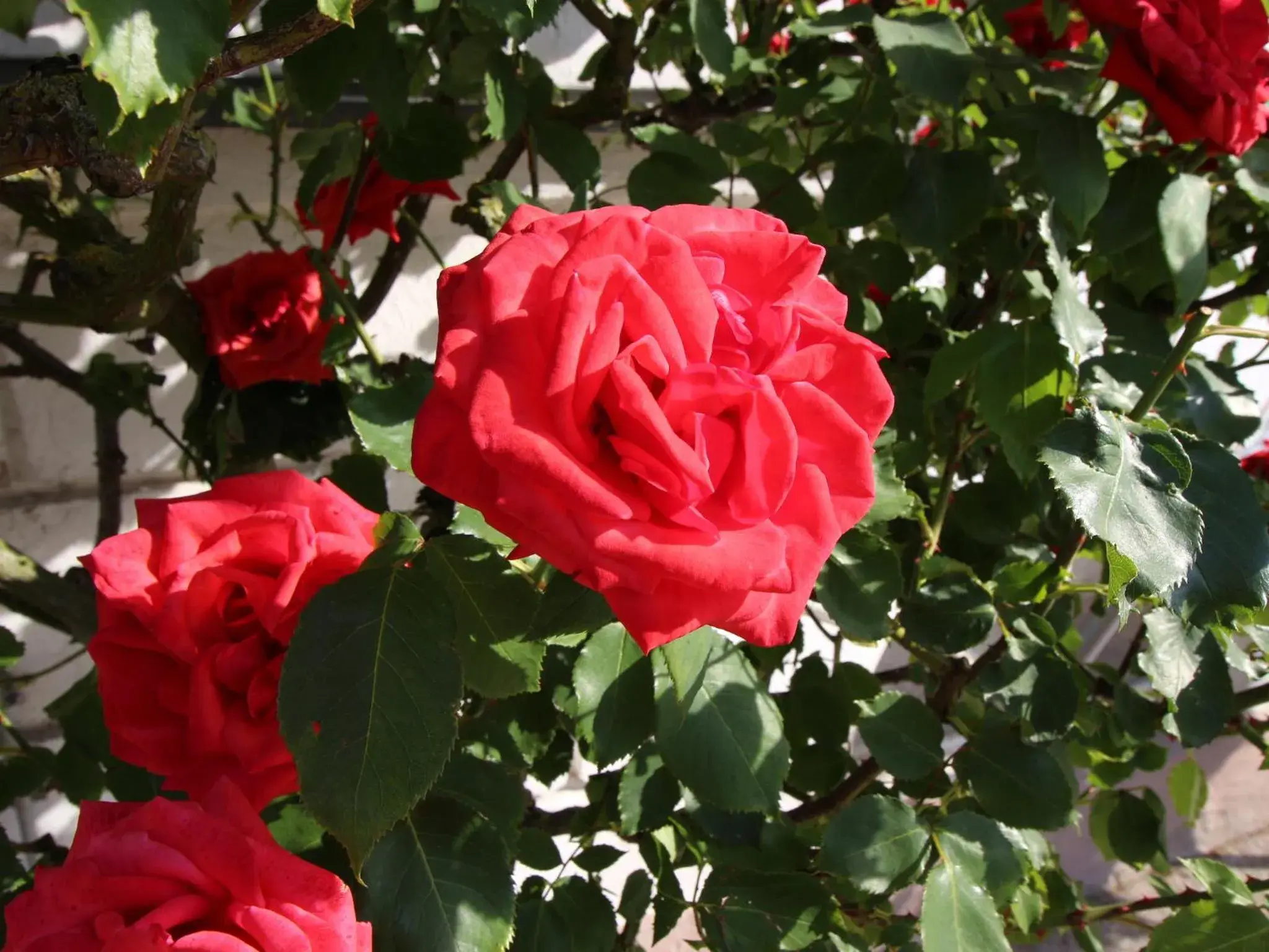 Double Room in Parkhotel Putbus Superior International Double Room in Parkhotel Putbus Superior International