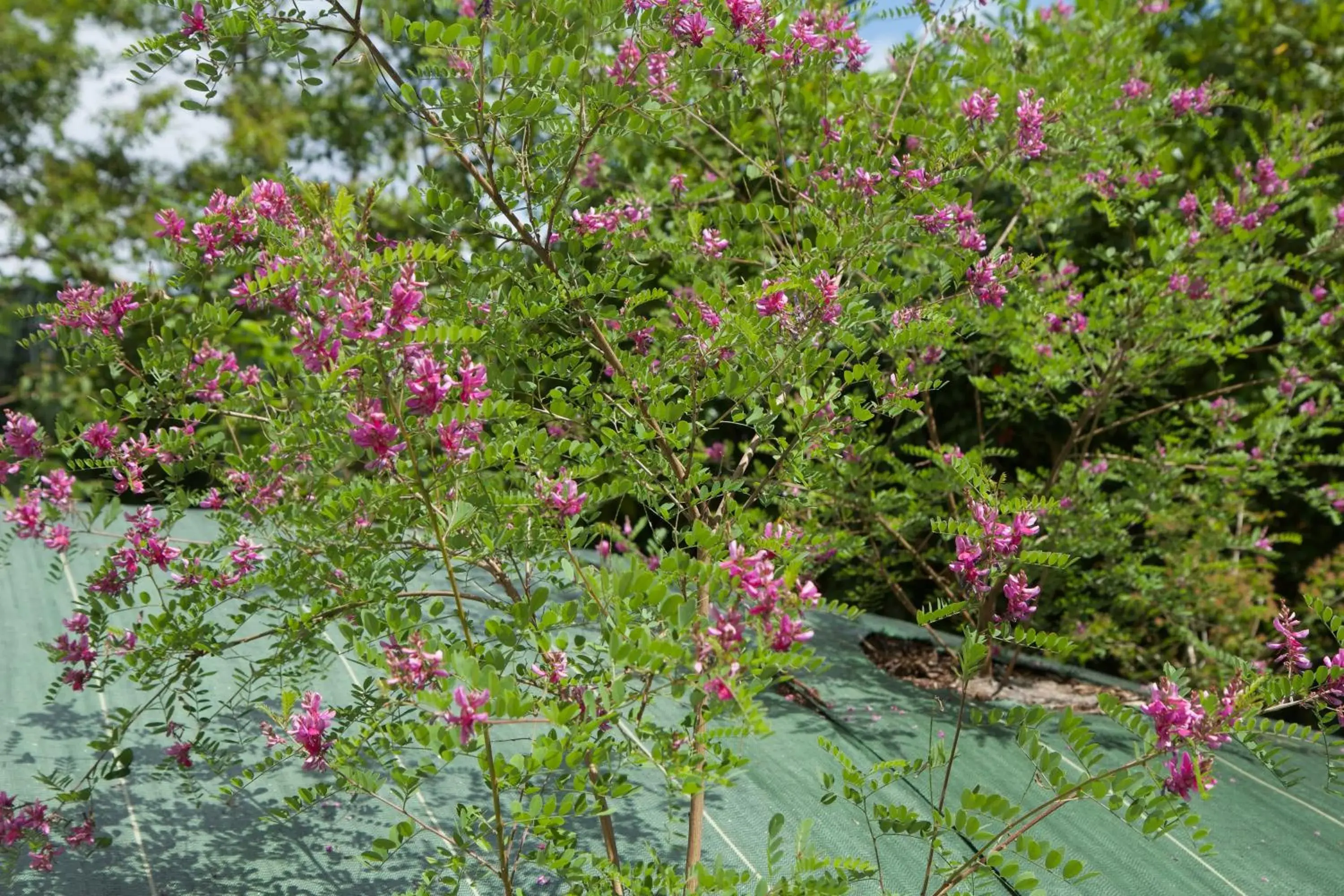 Chambre BEAUSEJOUR Chambre BEAUSEJOUR