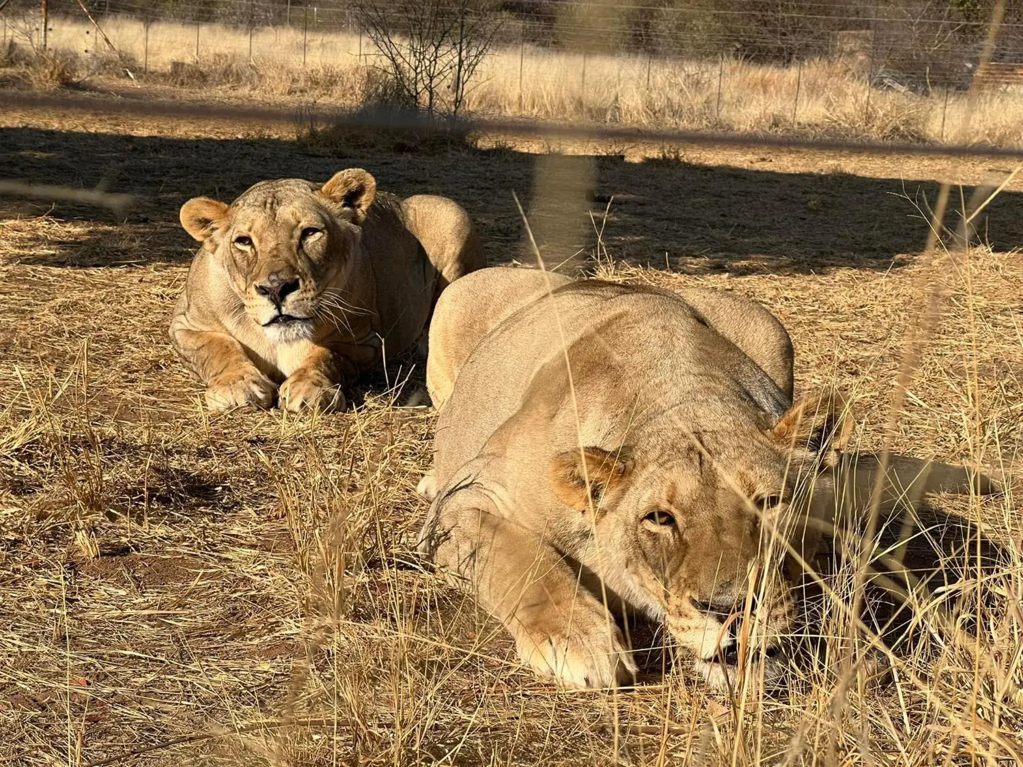 Two-Bedroom Villa in Simba Safaris African Pride Exotic Lodge Two-Bedroom Villa in Simba Safaris African Pride Exotic Lodge