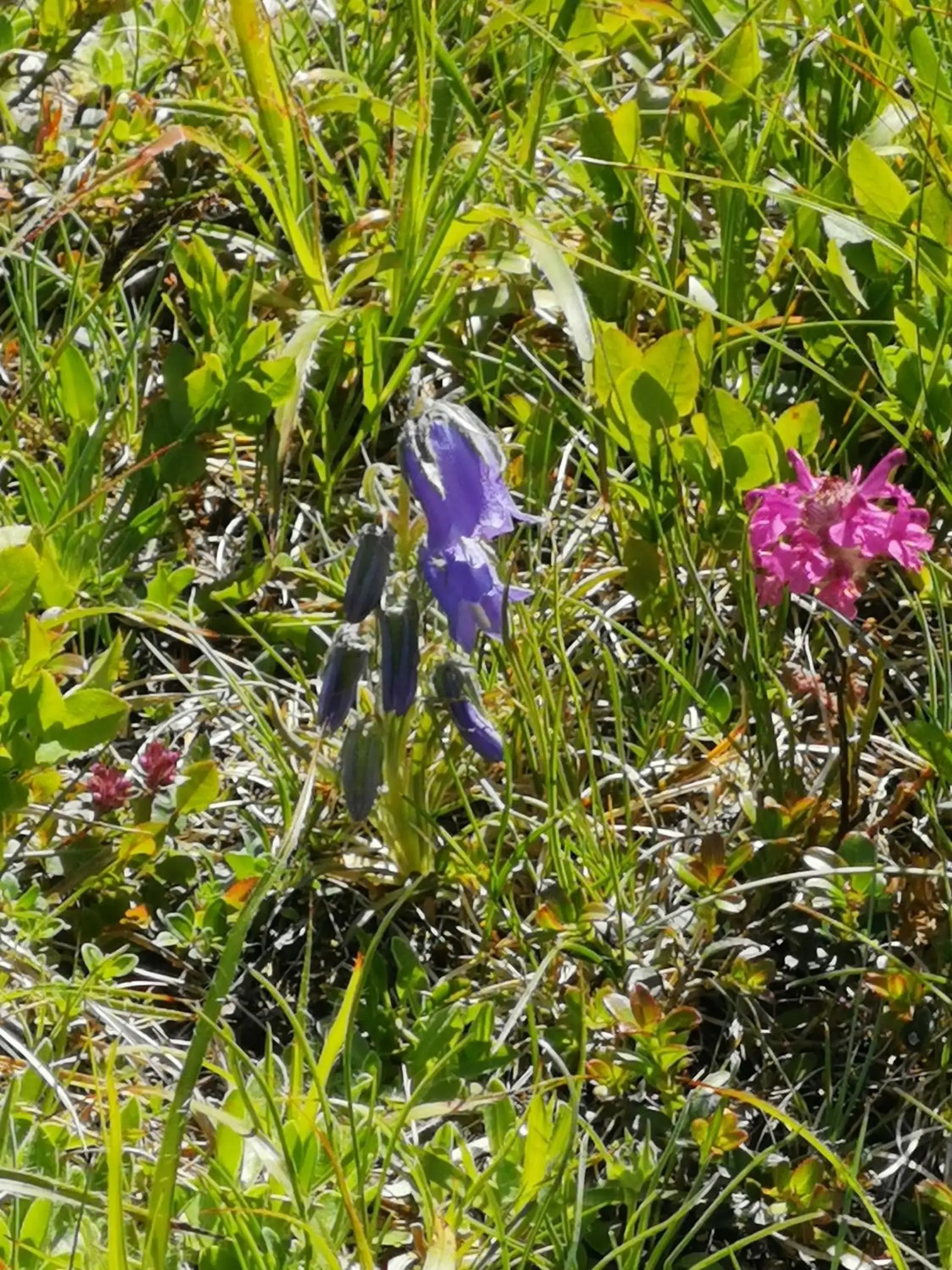 Basic Triple Room in Pension Arkadenhof Basic Triple Room in Pension Arkadenhof