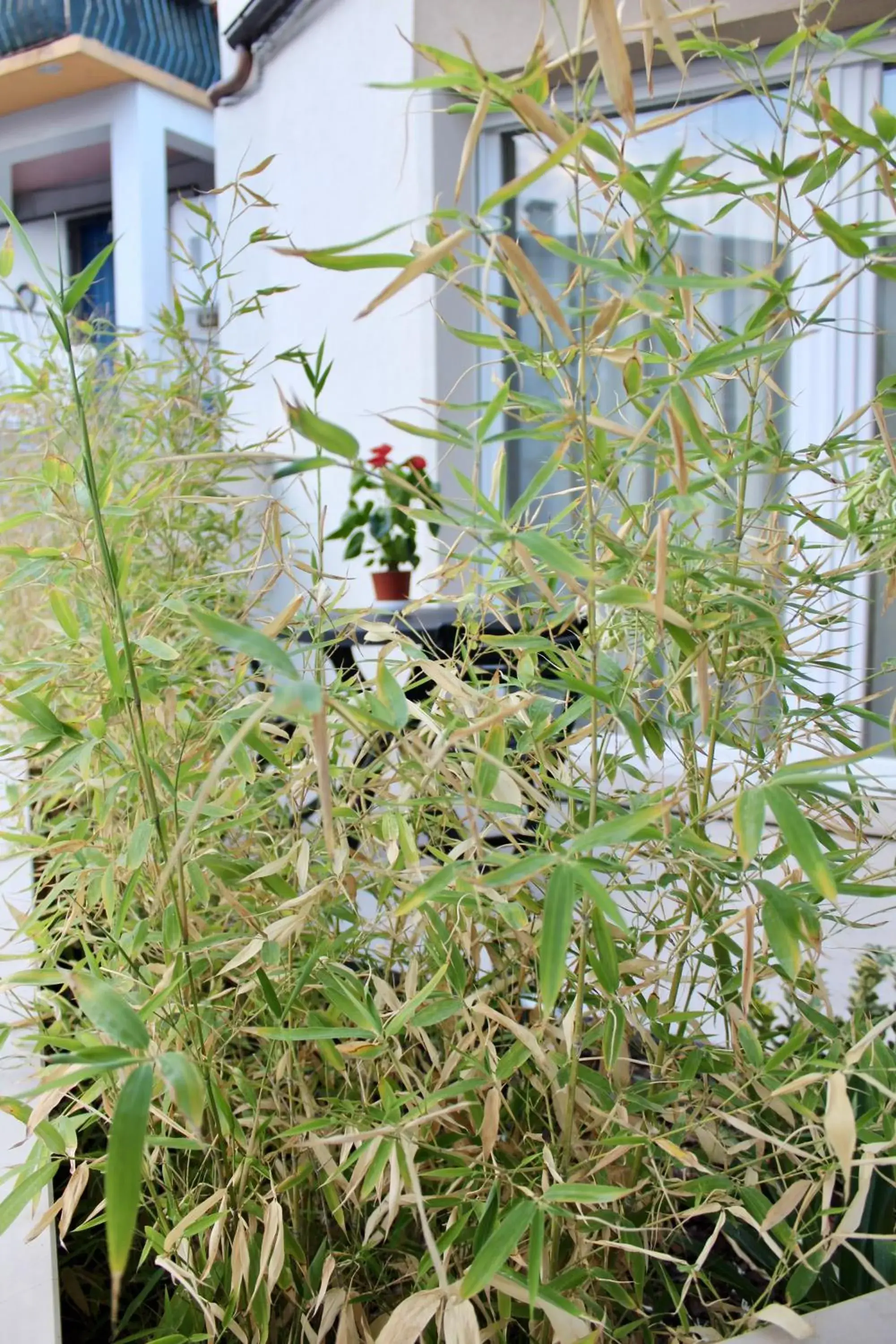 Triple Room with Private Bathroom in B&B Salsedine e Girasoli Triple Room with Private Bathroom in B&B Salsedine e Girasoli