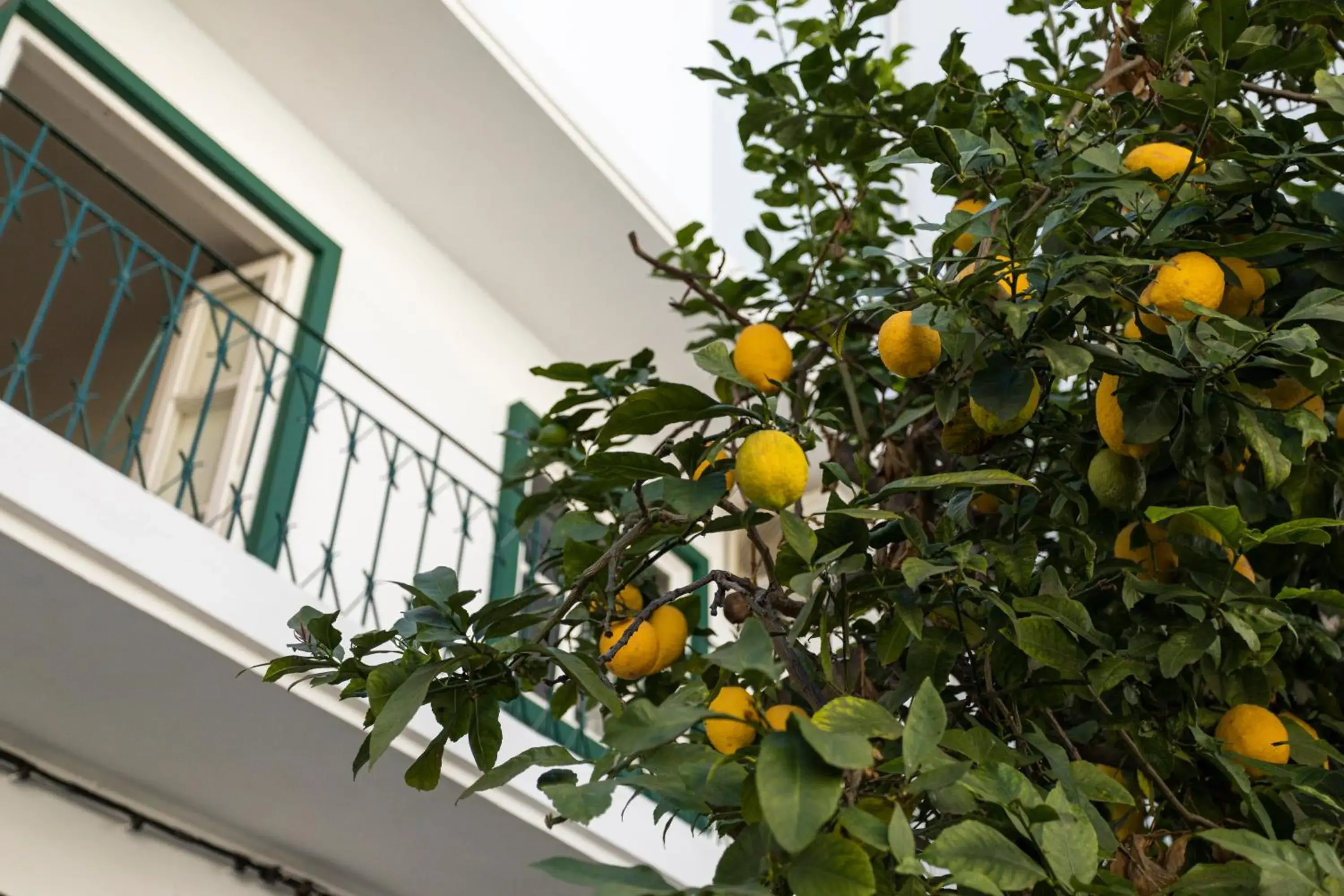 Twin Room with Shared Bathroom in Lemon Hostel Faro Twin Room with Shared Bathroom in Lemon Hostel Faro
